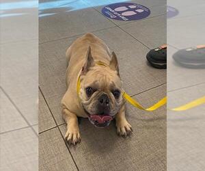 French Bulldog Dog for Adoption in Rancho Cucamonga, California USA