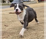 Puppy Puppy 4 American Bully