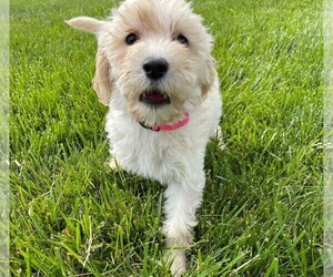 Goldendoodle (Miniature) Puppy for sale in ADVANCE, NC, USA