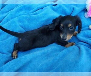 Dachshund Puppy for sale in HASTINGS, NE, USA