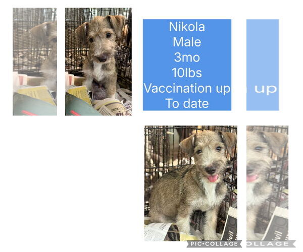 Medium Photo #4 Jack Russell Terrier-Unknown Mix Puppy For Sale in Virginia Beach, VA, USA
