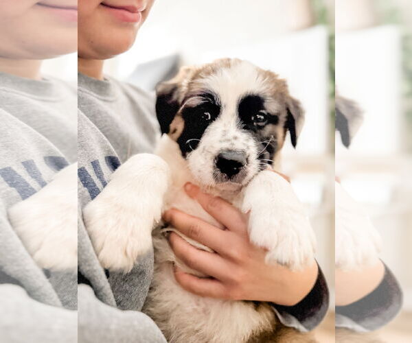 Medium Photo #3 Australian Shepherd-Unknown Mix Puppy For Sale in Valrico, FL, USA