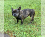 Small Photo #3 French Bulldog Puppy For Sale in PORTLAND, OR, USA