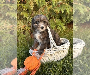 Cavapoo Puppy for sale in MIDDLEBURY, IN, USA