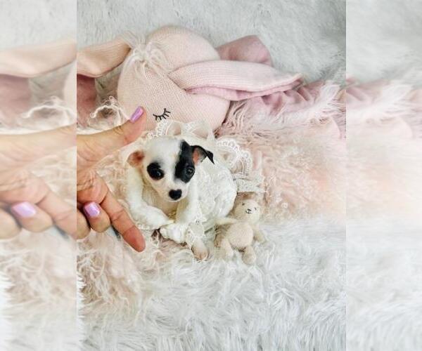 Medium Photo #22 Chihuahua Puppy For Sale in DACULA, GA, USA