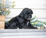 Puppy Sophie Goldendoodle (Miniature)