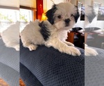 Puppy Ruby Shih Tzu