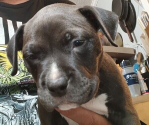 American Pit Bull Terrier Puppy for sale in BAY MINETTE, AL, USA