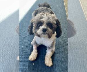 Lhasa-Poo Dogs for adoption in Arlington, VA, USA