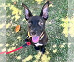 Small American Staffordshire Terrier Mix