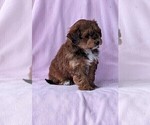 Small Photo #4 Aussie-Poo Puppy For Sale in DUNNVILLE, KY, USA