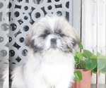 Small Photo #1 Shih Tzu Puppy For Sale in MOUNT VERNON, OH, USA