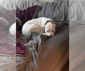 American Staffordshire Terrier-Unknown Mix Dogs for adoption in San Antonio, TX, USA
