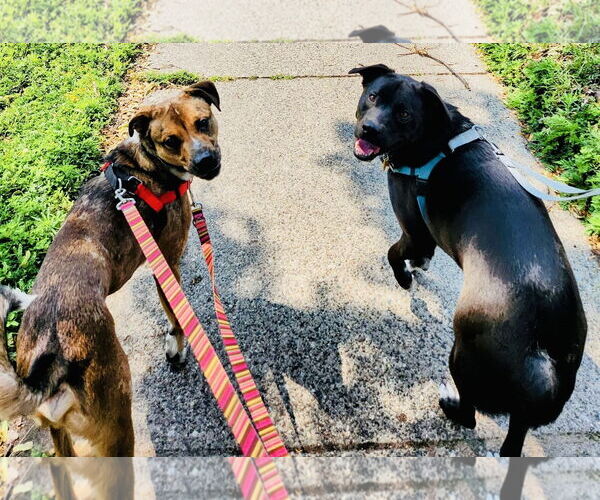 Medium Photo #4 Bullboxer Pit Puppy For Sale in Princeton, MN, USA