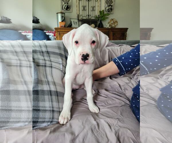 Medium Photo #1 Boxer Puppy For Sale in Woodbury, MN, USA