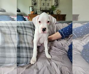 Boxer Dogs for adoption in Woodbury, MN, USA