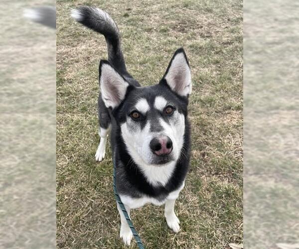 Medium Photo #3 Siberian Husky Puppy For Sale in Lee's Summit, MO, USA