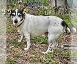 Small Photo #12 Rat Terrier Puppy For Sale in Atlanta, GA, USA