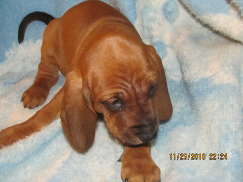 Medium Photo #6 Redbone Coonhound Puppy For Sale in GUERNSEY, OH, USA