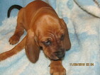 Small #5 Redbone Coonhound