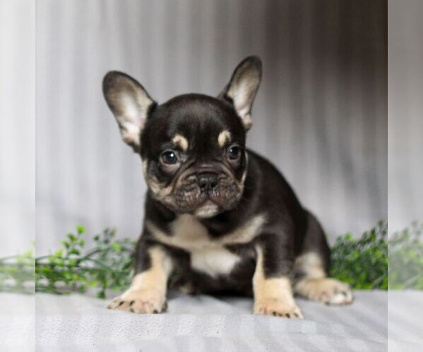 Medium Photo #3 French Bulldog Puppy For Sale in HONEY BROOK, PA, USA