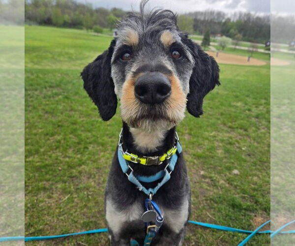 Medium Photo #6 Rottle Puppy For Sale in Techny, IL, USA