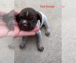 Small Photo #10 German Shorthaired Pointer Puppy For Sale in CORONA, CA, USA