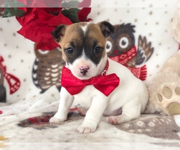 Medium Photo #5 Jack Russell Terrier Puppy For Sale in CLAY, PA, USA