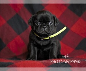 Jug-Pug Mix Puppy for sale in LIBERTY, KY, USA