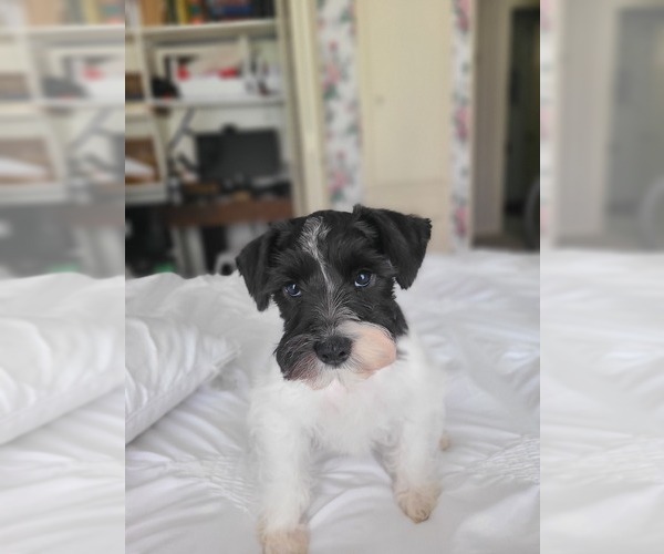 Medium Photo #3 Schnauzer (Miniature) Puppy For Sale in LUFKIN, TX, USA