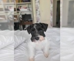 Small #2 Schnauzer (Miniature)