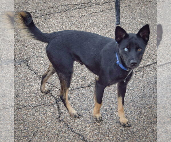 Medium Photo #2 Aussie Siberian Puppy For Sale in Huntley, IL, USA