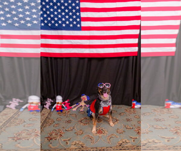 Medium Photo #3 Mutt Puppy For Sale in San Bernardino , CA, USA