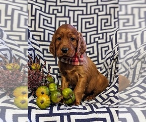 Irish Setter Puppy for sale in QUARRYVILLE, PA, USA
