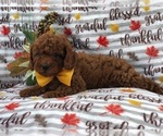 Small Photo #12 Cavapoo-Poodle (Miniature) Mix Puppy For Sale in LAKELAND, FL, USA