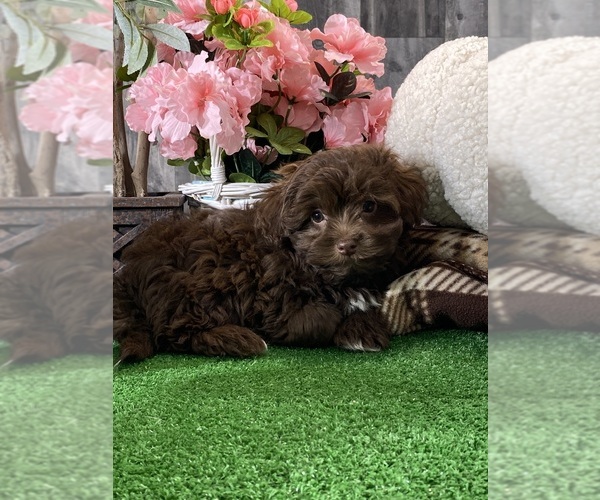 Medium Photo #2 Havanese Puppy For Sale in CANOGA, NY, USA