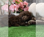 Small #1 Havanese