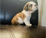 Small Photo #4 English Bulldog Puppy For Sale in ALBUQUERQUE, NM, USA