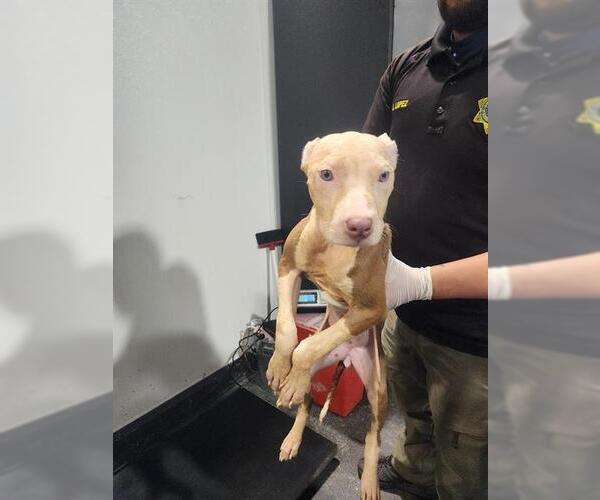 Medium Photo #1 Mutt Puppy For Sale in Bakersfield, CA, USA