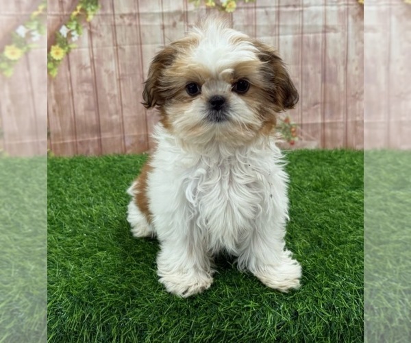 View Ad Shih Tzu Puppy for Sale near Illinois, ARTHUR, USA. ADN838289