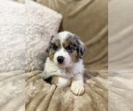 Small #3 Australian Shepherd