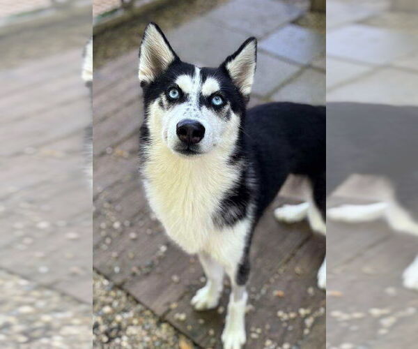 Medium Photo #1 Siberian Husky Puppy For Sale in Matawan, NJ, USA