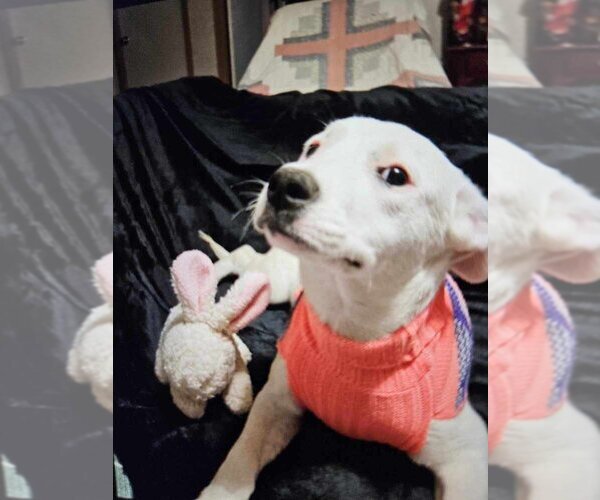 Medium Photo #2 American Pit Bull Terrier-Labrador Retriever Mix Puppy For Sale in Brewster, NY, USA