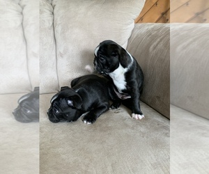 Boston Terrier Puppy for sale in FLORENCE, WI, USA