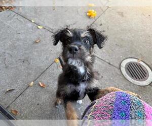 Border Terrier-Unknown Mix Dogs for adoption in Pacifica, CA, USA