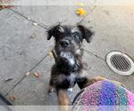Small Border Terrier Mix