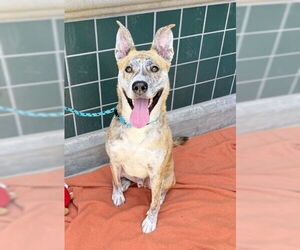 Catahoula Leopard Dog-Unknown Mix Dogs for adoption in Rancho Cucamonga, CA, USA
