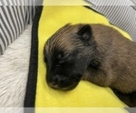 Small Photo #167 Belgian Malinois Puppy For Sale in REESEVILLE, WI, USA