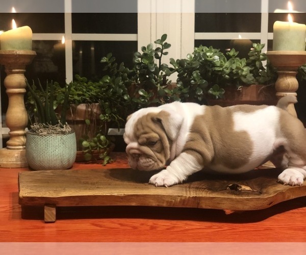 Medium Photo #1 English Bulldog Puppy For Sale in CLOVER, SC, USA