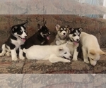 Small Photo #4 German Shepherd Dog-Siberian Husky Mix Puppy For Sale in SAINT MARYS, KS, USA